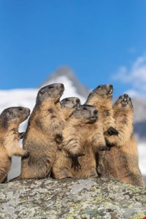 Group of Alpine Marmots, Marmota marmota, sideview portrait in early morning light. Grossglockner