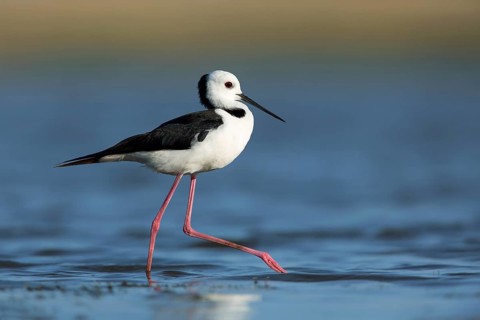 White-headed Stilt (Himantopus leucocephalus), Victoria, Australia
