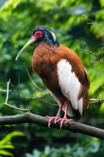 Madagascan ibis, Madagascar crested ibis (Lophotibis cristata), adult male perched on a branch,