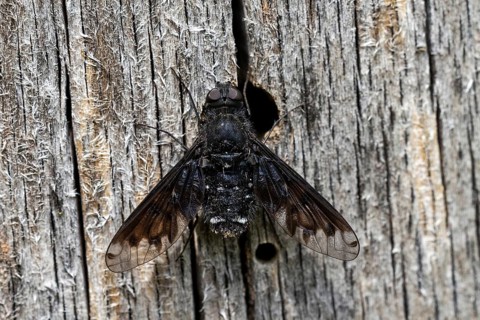 Black hoverfly (Anthrax morio), animals, insects, flies, fly, Baden-Württemberg, Federal Republic