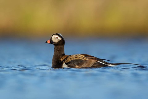 Long-tailed Duck (Clangula hyemalis) in a pond near Nome, Alaska