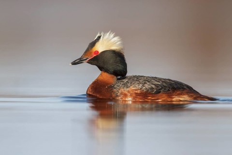 Horned Grebe (Podiceps auritus) in a pond in the tundra near Churchill, Manitoba, Canada