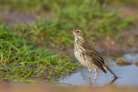 Meadow Pipit - Wiesenpieper - Anthus pratensis ssp. pratensis, Morocco