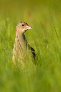 Corn Crake (Crex crex), Saxony-Anhalt, Germany