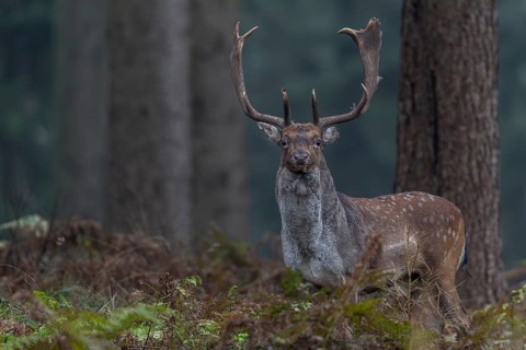 A fallow deer (Dama dama) leaves the rut and looks for a place to rest, autumn, rut, fallow deer