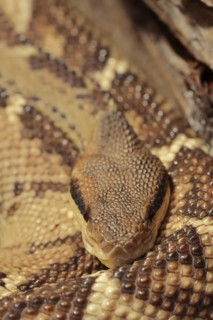 Central American bushmaster or Central American bushmaster (Lachesis stenophrys), captive,