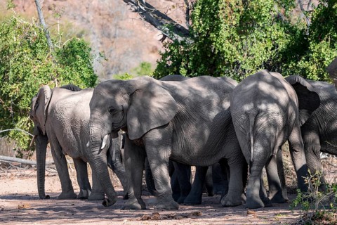 Herd of African elephants (Loxodonta africana), desert elephants, riverbed of the Ugab River,