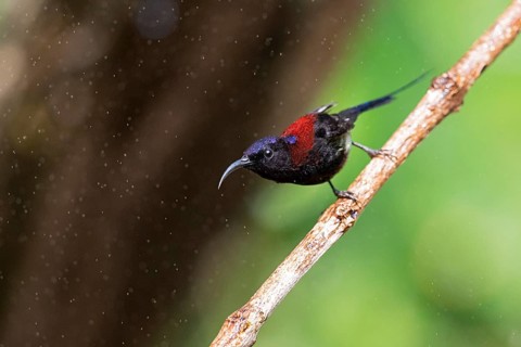 Black-throated Sunbird (Aethopyga saturata assamensi) male perched on a branch, Yunnan, China