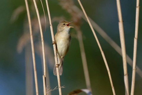 Marsh Warbler (Acrocephalus palustris) singing, Saxony, Germany