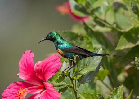 Beautiful Sunbird (Cinnyris pulchellus) male, Gambia