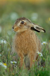European brown hare (Lepus europaeus) juvenile leveret animal in grassland amongst wildflowers in