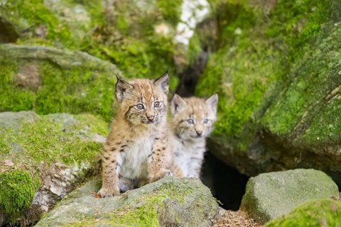 Eurasian lynx (Lynx lynx) youngsters (cubs) on a rock in a forest, Bavaria, Germany