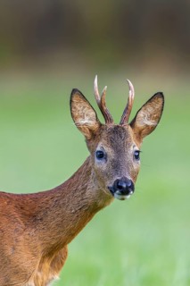 Curious European roe deer (Capreolus capreolus) young buck, male foraging in grassland at forest