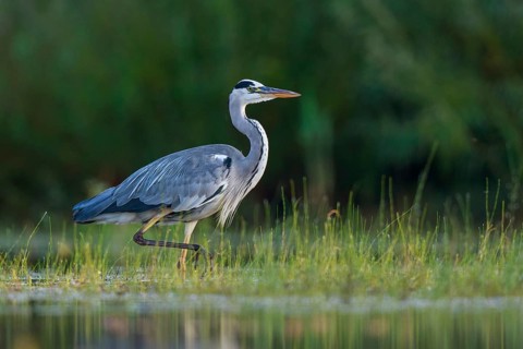 Grey Heron (Ardea cinerea) foraging in shallow water, North Rhine-Westphalia, Germany