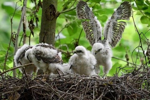 Eurasian Sparrowhawk (Accipiter nisus) chicks in nest, North Rhine-Westphalia, Germany