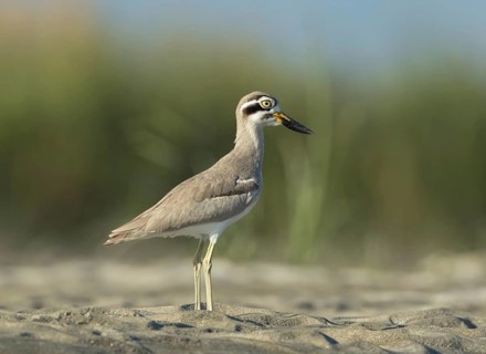 Great Stone-curlew (Esacus recurvirostris) perched on the ground, West Bengal, India