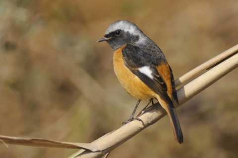 Daurian Redstart (Phoenicurus auroreus) male, Poyang Lake, China