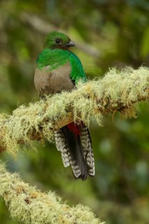 Resplendent Quetzal (Pharomachrus mocinno) perched on a branch in Costa Rica
