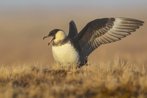 Pomarine Jaeger (Stercorarius pomarinus) on the tundra in Northern Alaska