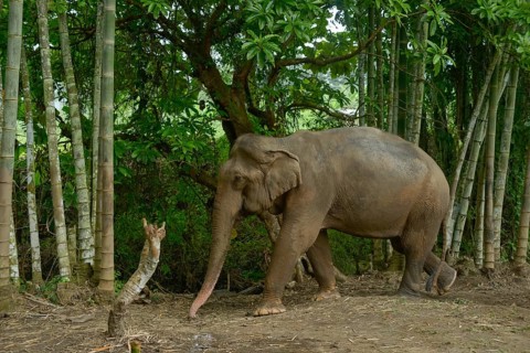 Asian elephant navigating through a dense bamboo forest in Thailand. The scene captures the
