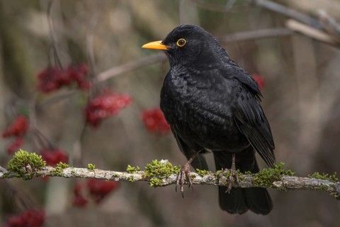 A male blackbird sits on a branch covered with moss, surrounded by red berries. Dark, contrasting