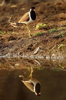 Red-wattled Lapwing (Vanellus indicus), Rajasthan, India