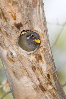Elegant Trogon Trogon elegans Chiricahua Mountains, Cochise County, Arizona, USA 4 June Adult