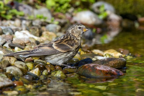 Birkenzeisig - Jungvogel am Bach