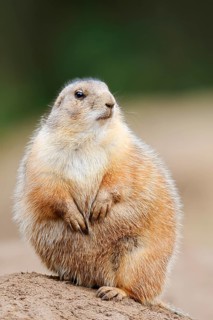 Black-tailed prairie dog (Cynomys ludovicianus) sitting upright on the burrow, North America