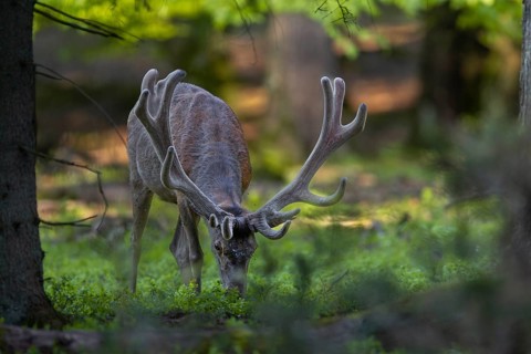 The red deer (Cervus elaphus) savours the fresh shoots of the bilberry, the silvery dots on its