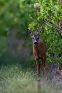 Roebuck in summer, Wittlich, Rhineland-Palatinate, Germany