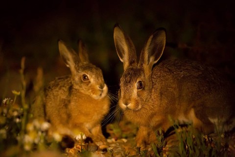 European brown hare (Lepus europaeus) juvenile leveret baby animal with their parent mother in
