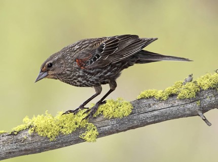 Red-winged Blackbird (Agelaius phoeniceus) female, British Columbia, Canada