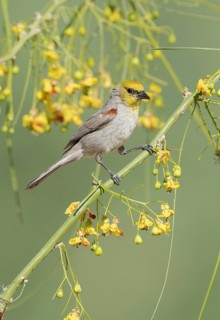 Verdin (Auriparus flaviceps) perched on a flowering branch, Arizona, USA