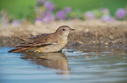Common Nightingale (Luscinia megarhynchos) standing in water, Aosta Valley, Italy