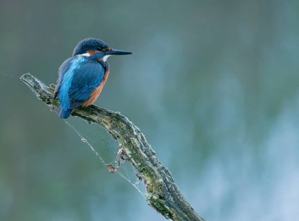 Kingfisher (Alcedo atthis) sitting on an old branch, perch and looking for prey, Lower Saxony,