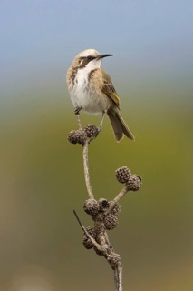 Tawny-crowned Honeyeater (Gliciphila melanops) perched on a branch, Victoria, Australia
