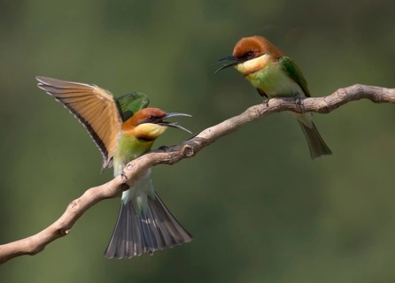 Chestnut-headed Bee-eater (Merops leschenaulti) disputing, perched on a branch, Penang, Malaysia