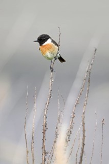 Stonechat (Saxicola rubicola), male sitting on a branch, Lake Neusiedl National Park, Seewinkel,