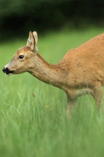 European roe deer (Capreolus capreolus) plagued by flies in the meadow, Allgäu, Bavaria, Germany
