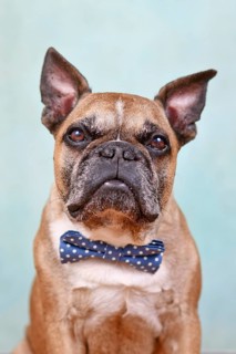 Portrait of cute fawn French Bulldog dog with blue bow tie in front of pastel blue studio