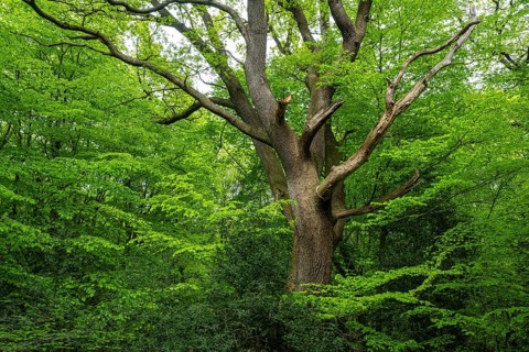 Spring in the Baumweg jungle, Emstek, Lower Saxony, Germany