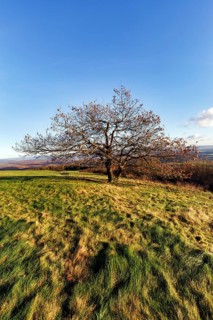 Oak (Quercus) with autumn-coloured leaves, solitary oak on a mountain top, Köterberg, Lügde,