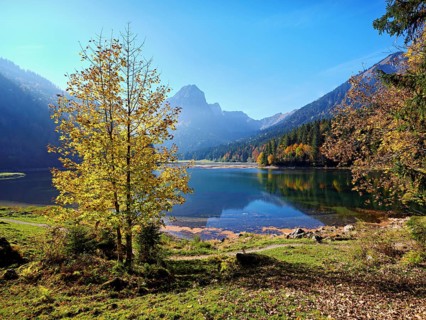 Autumn-coloured sycamore maple (Acer pseudo plantanus), at Obersee, Näfels, Canton Glarus,