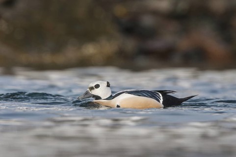 Steller's Eider (Polysticta stelleri) male, Varanger, Norway