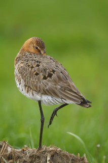 Black-tailed Godwit (Limosa limosa), Netherlands