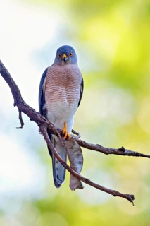 Schikra, Schikrasperber, (Accipiter badius), goshawk family, Brufut woods, Brufut, South Bank,