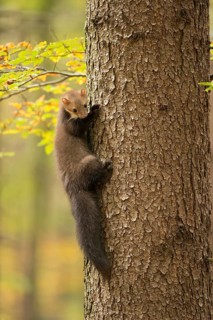 Beech Marten (Martes foina) climbing in tree, North Rhine-Westphalia, Germany