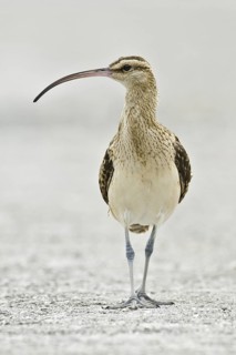 Bristle-thighed Curlew (Numenius tahitiensis), Hawaii, USA