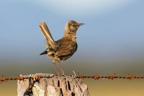 Brown Songlark (Megalurus cruralis) male perched on a barbed wire fence, Victoria, Australia